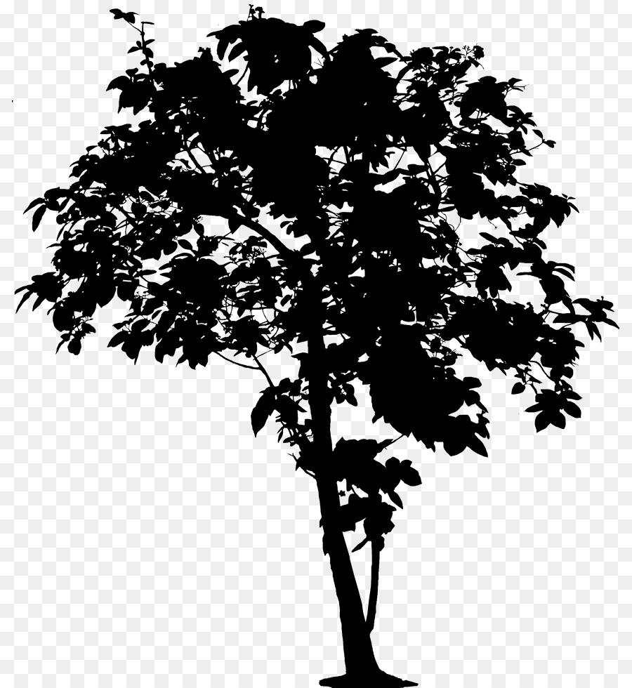 Дерево，дуб PNG