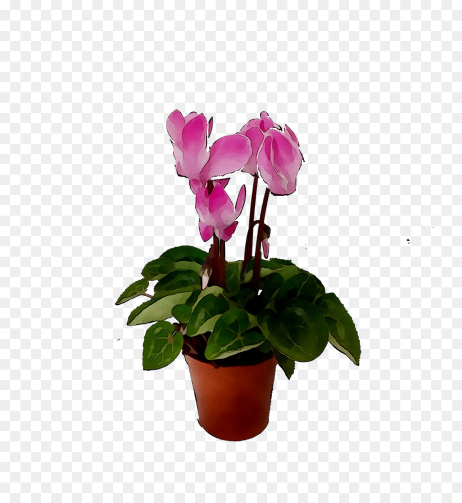 цикламен，Мотылек орхидеи PNG