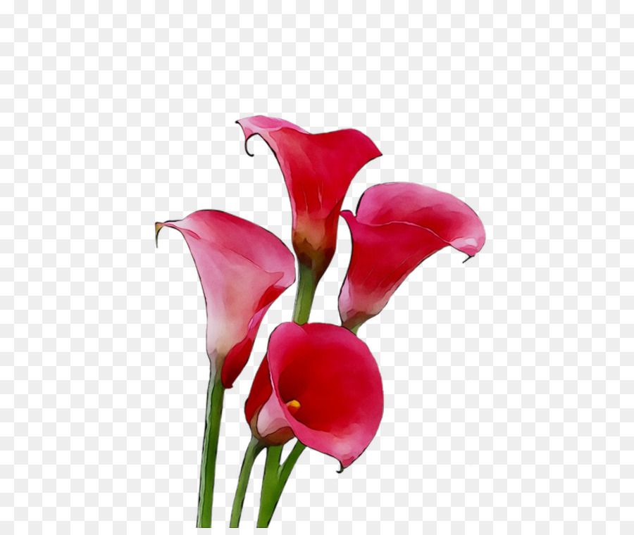 Арум Лилии，срезанные цветы PNG