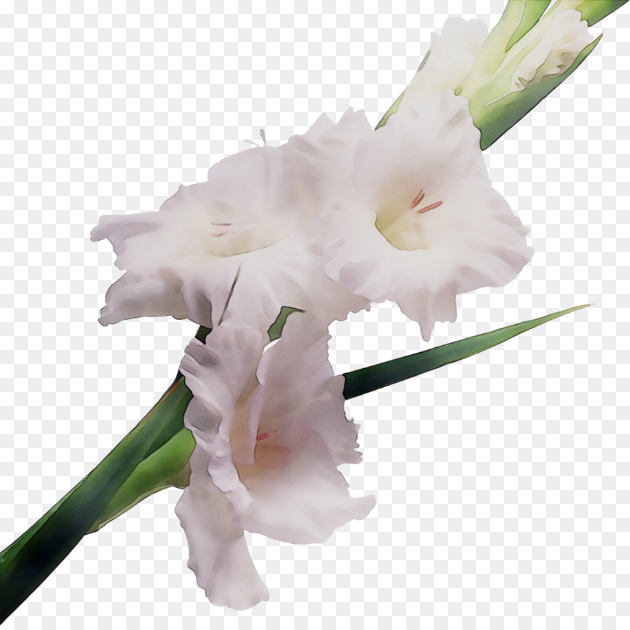 Гладиолус，цветок PNG