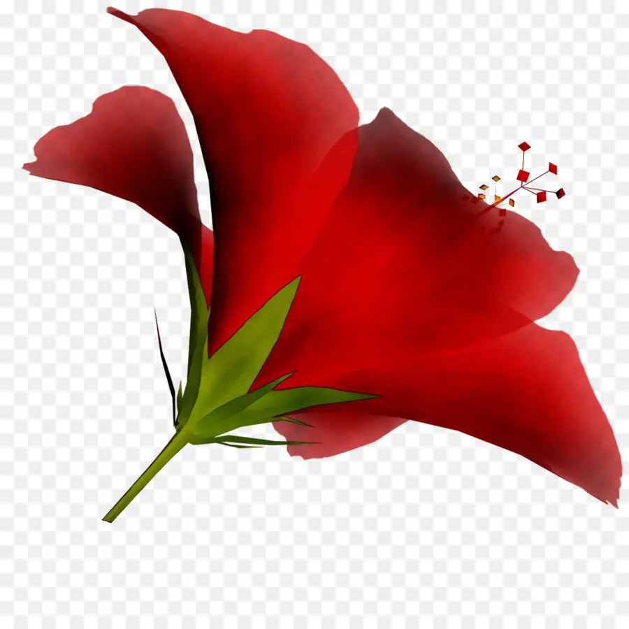 Сад роз，срезанные цветы PNG