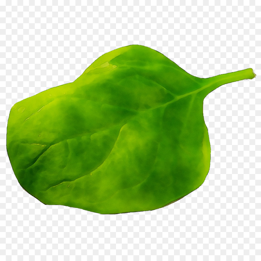 Лист，зеленый PNG