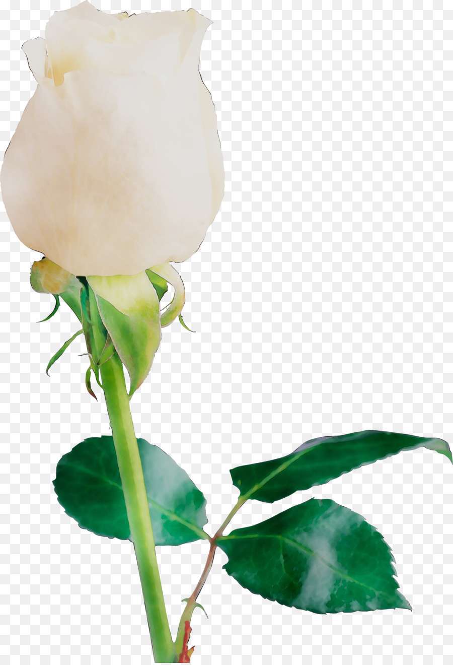 Сад роз，бутон PNG