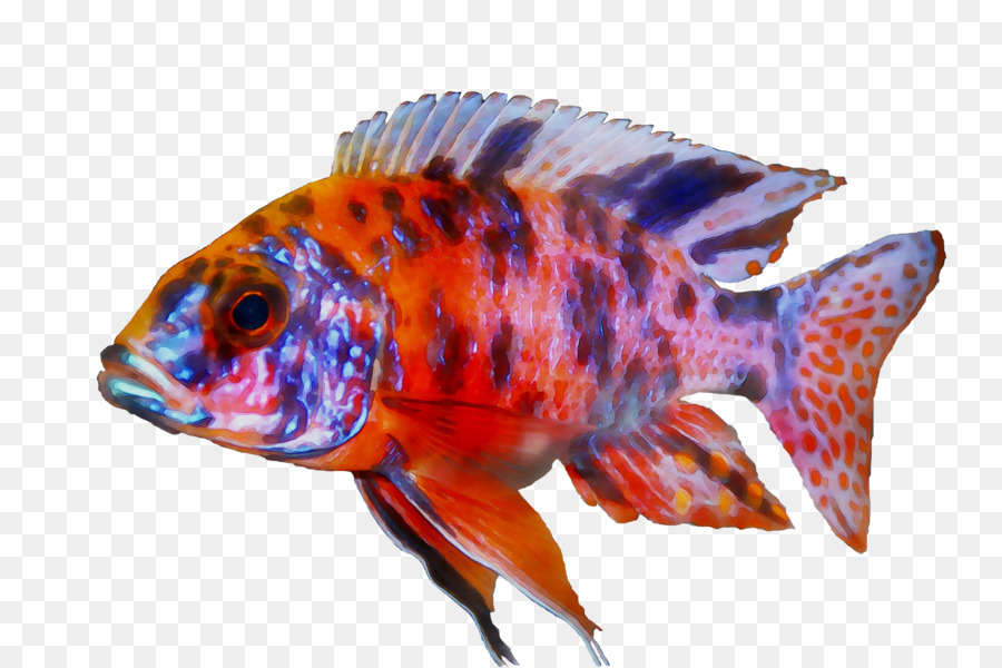 Золотая рыбка，пресноводный аквариум PNG