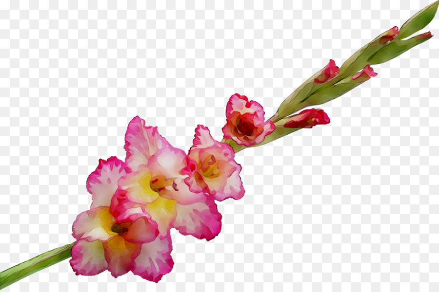 Гладиолус，срезанные цветы PNG