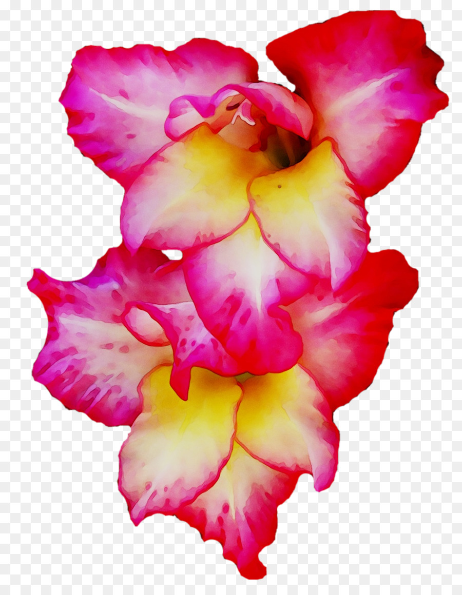 Гладиолус，срезанные цветы PNG