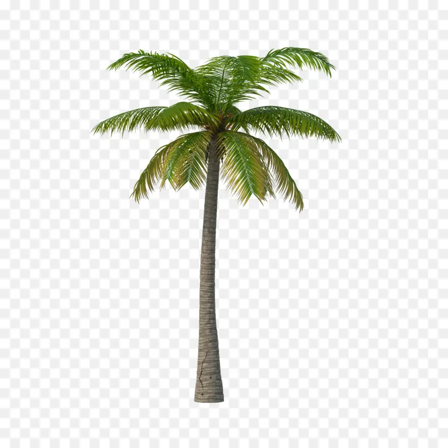 пальмы，Арековая Пальма PNG