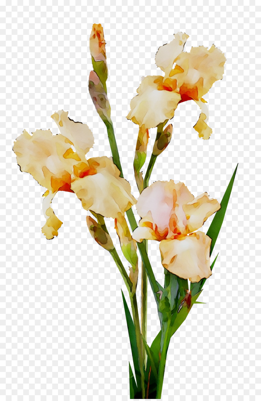 срезанные цветы，Гладиолус PNG