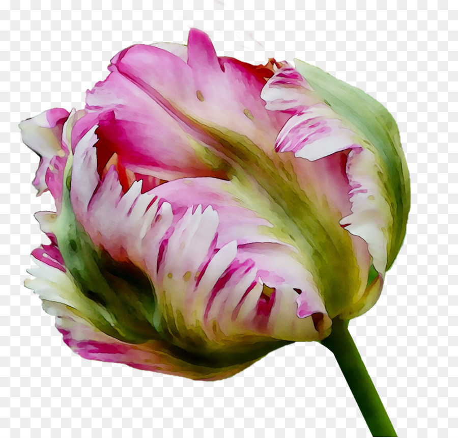 Тюльпан，срезанные цветы PNG
