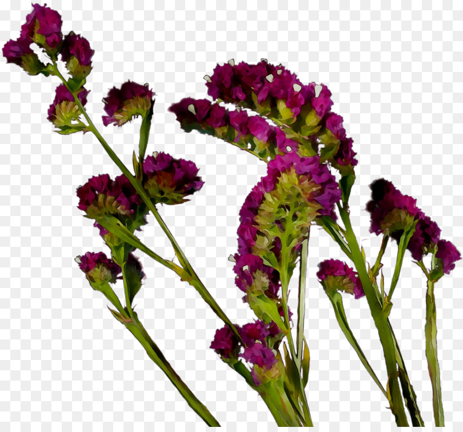 Vervain，однолетнее растение PNG