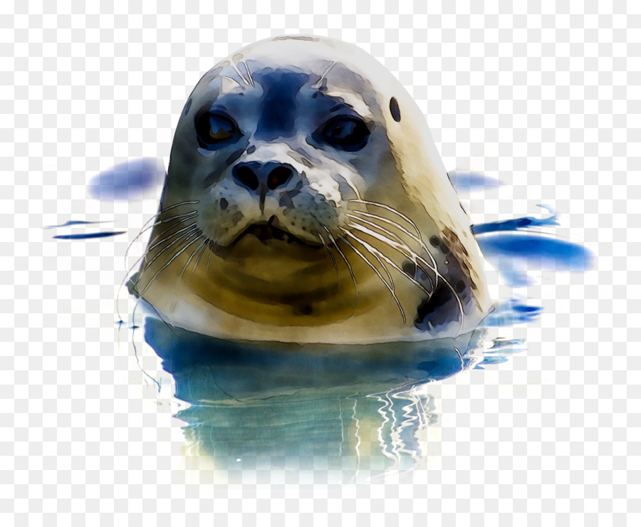 Настоящие тюлени，Royaltyfree PNG