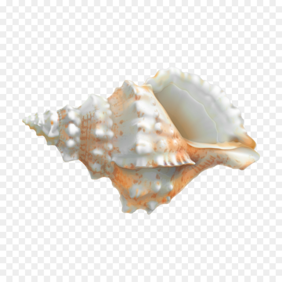 Прозрачный моллюск. Морская Ракушка Рапан. Красивые морские раковины. Ракушка на белом фоне. Ракушка на прозрачном фоне.