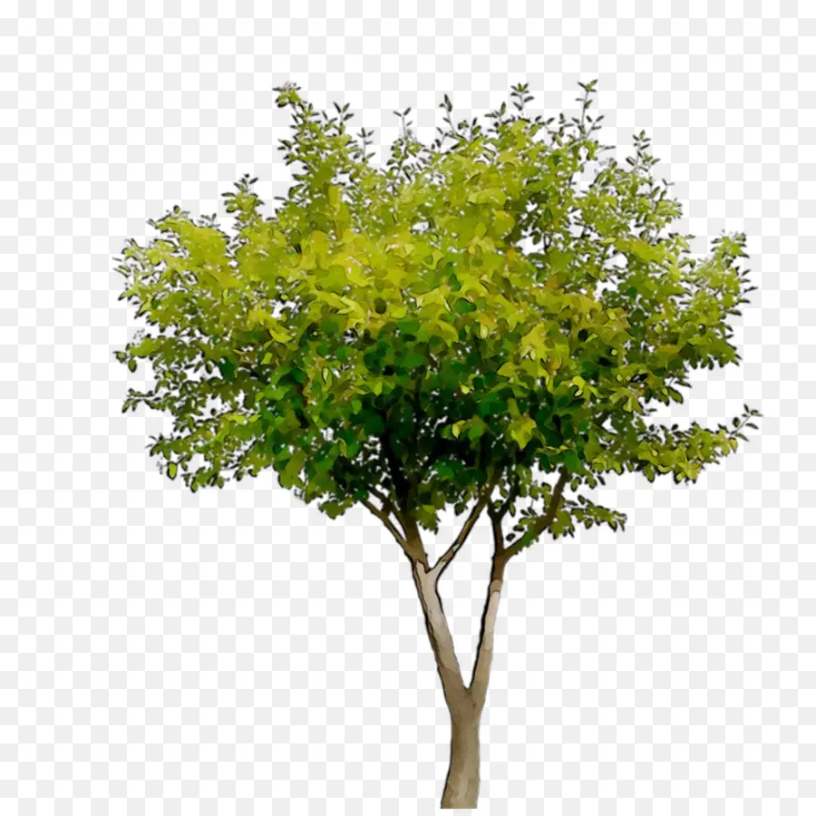 Дерево，Обои Для Рабочего Стола PNG
