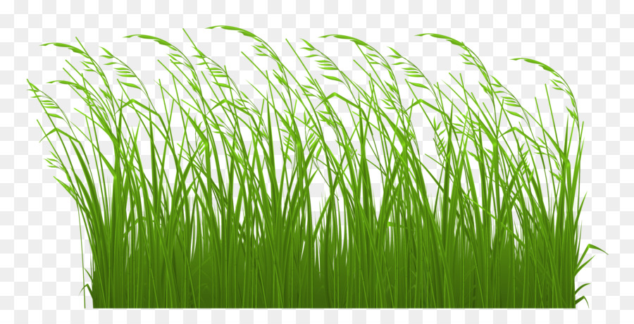 Значки Компьютеров，Grasses PNG