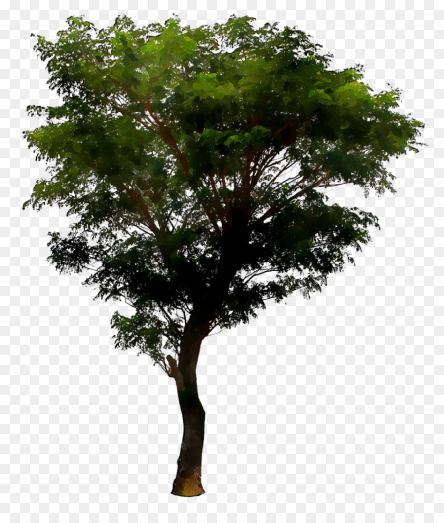 перевода，Дерево PNG