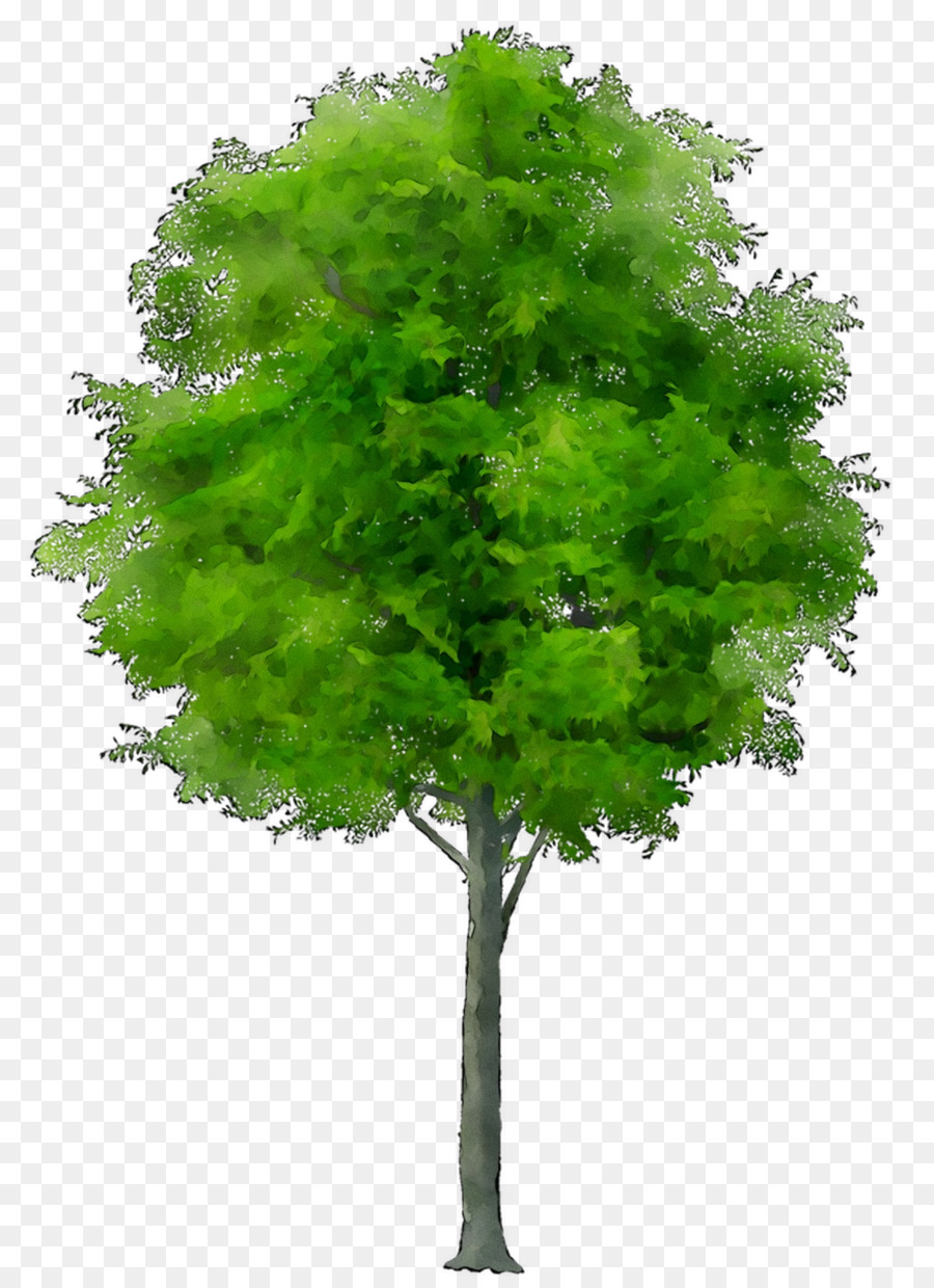 Дерево，Значки Компьютеров PNG