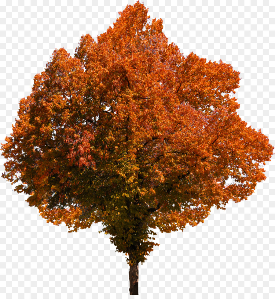 осень дерево，Дерево PNG