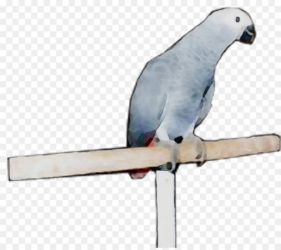 Ара，Parakeet PNG