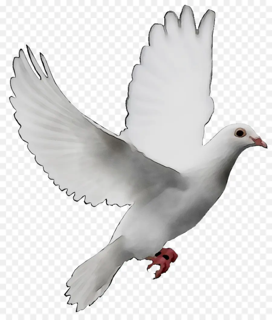 голуби и горлицы，Голуби как символы PNG