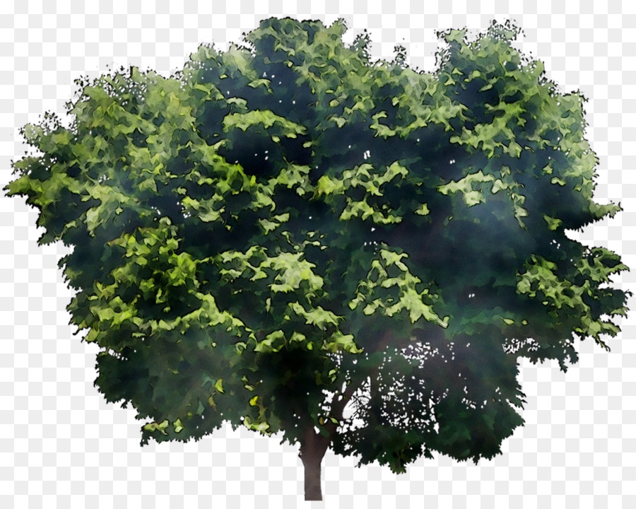 Дерево，зрелые ясени х 2 PNG