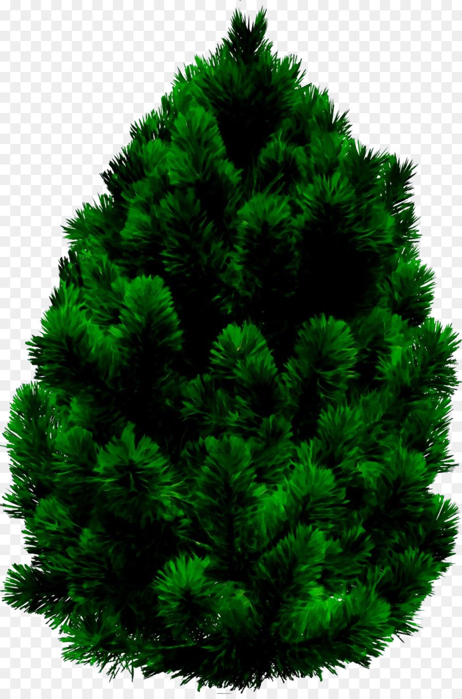 Сосна，Norway Spruce PNG