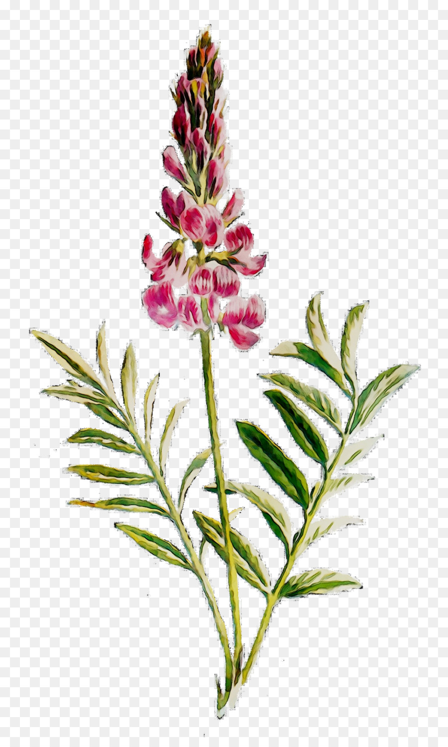 срезанные цветы，Стебель растения PNG