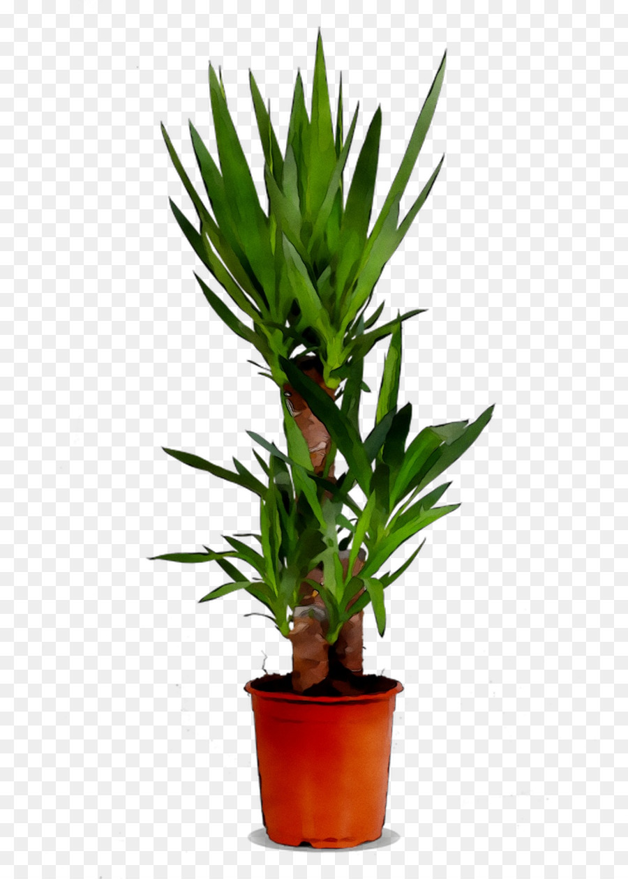Комнатное растение，Дерево PNG