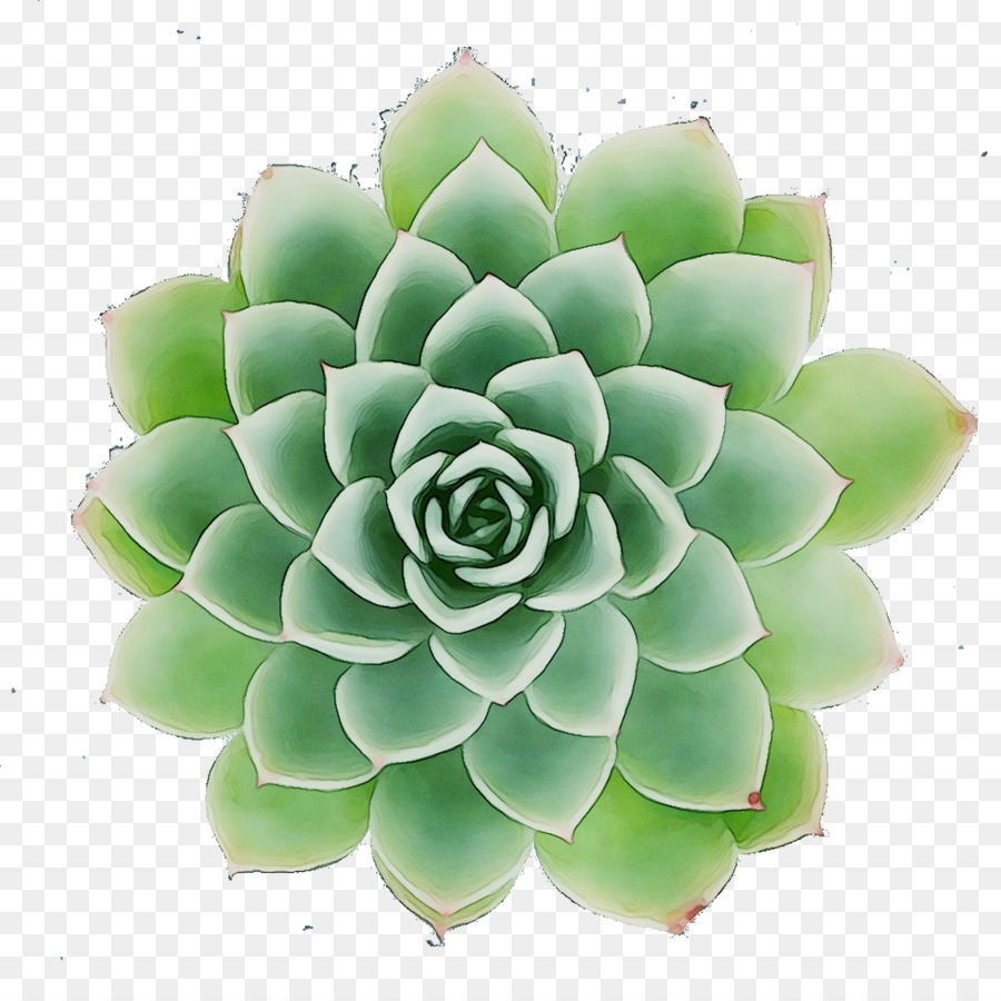 цветок，зеленый PNG