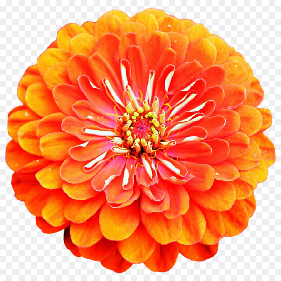 Стоковая фотография，цветок PNG