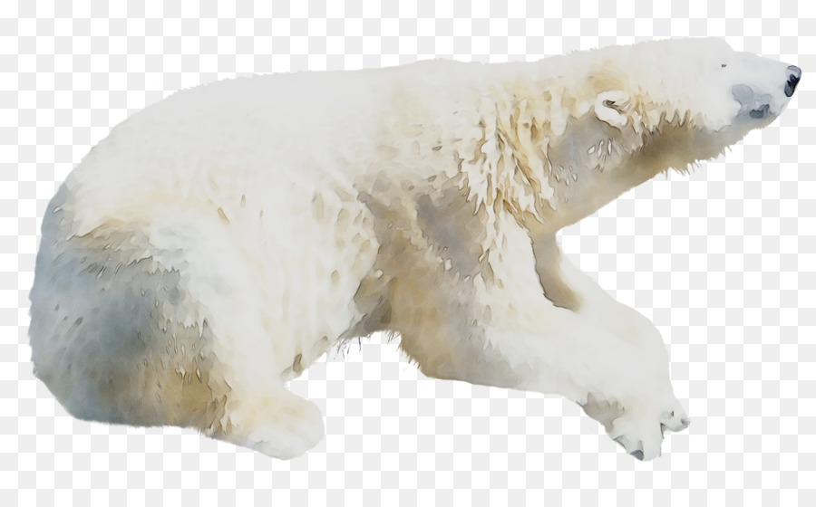 Белый медведь，медведь PNG
