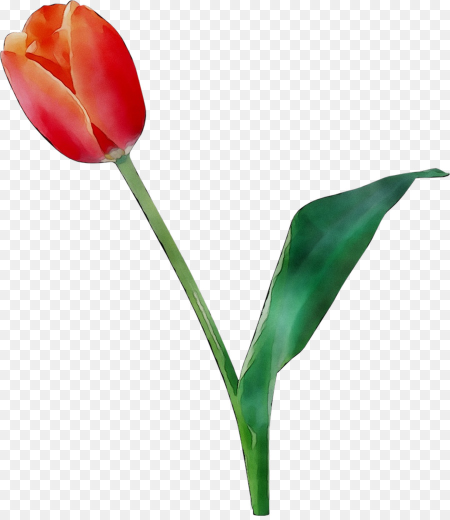 Тюльпан，Стебель растения PNG
