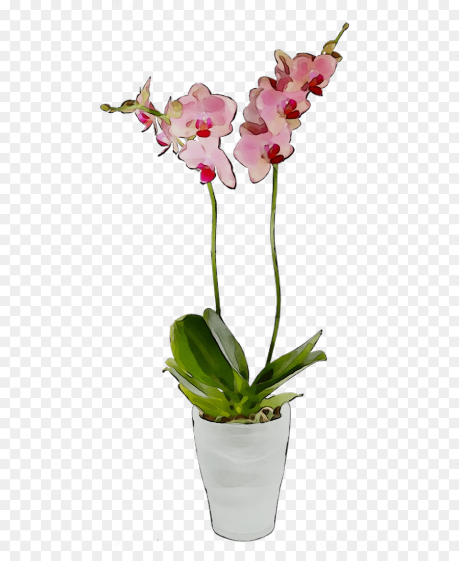 Мотылек орхидеи，цветок PNG
