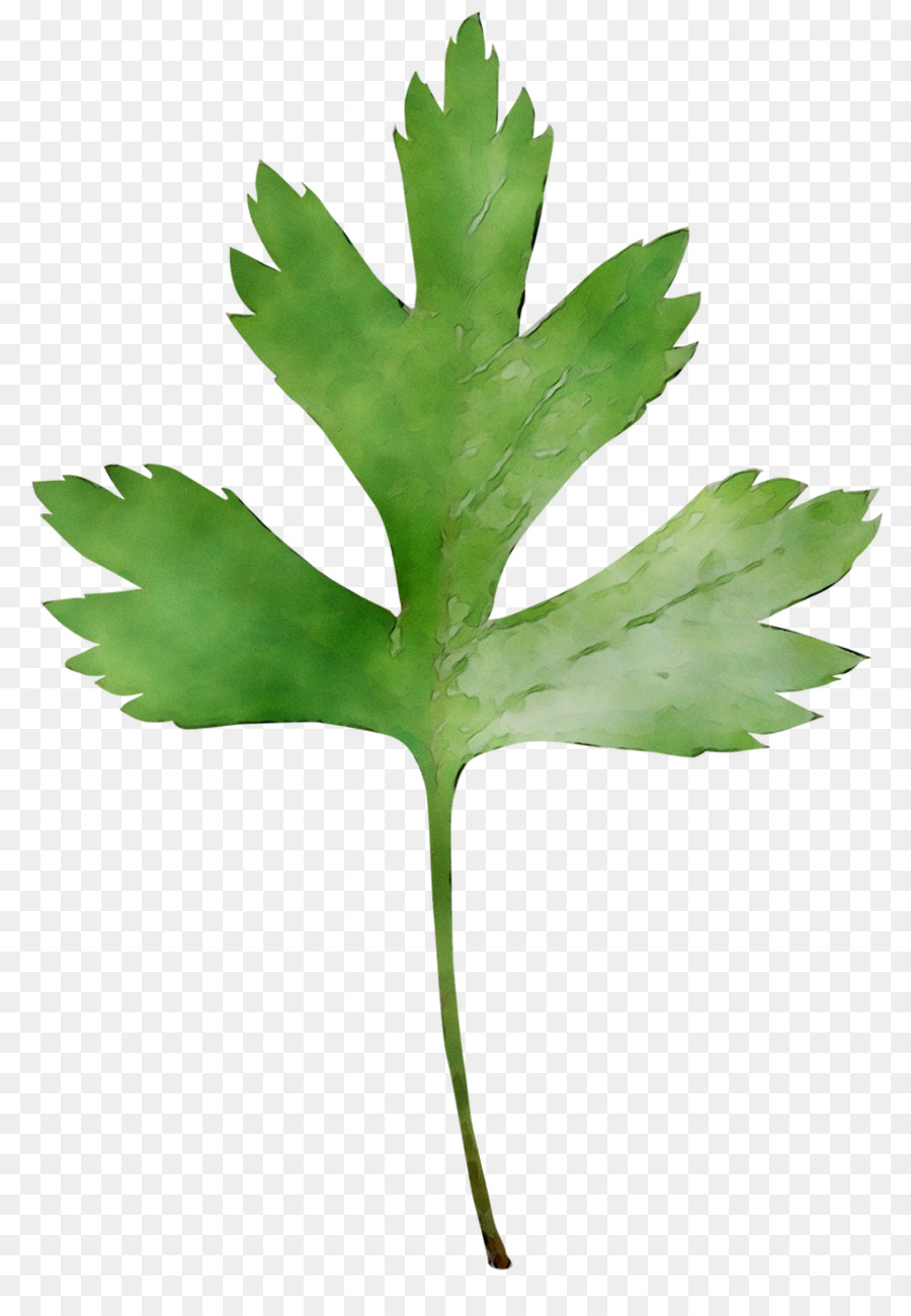 Листья кориандра