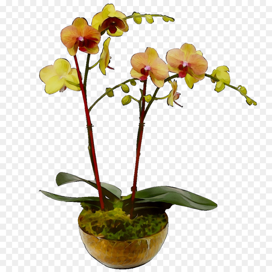 Орхидея-бабочка - фаленопсис стебель