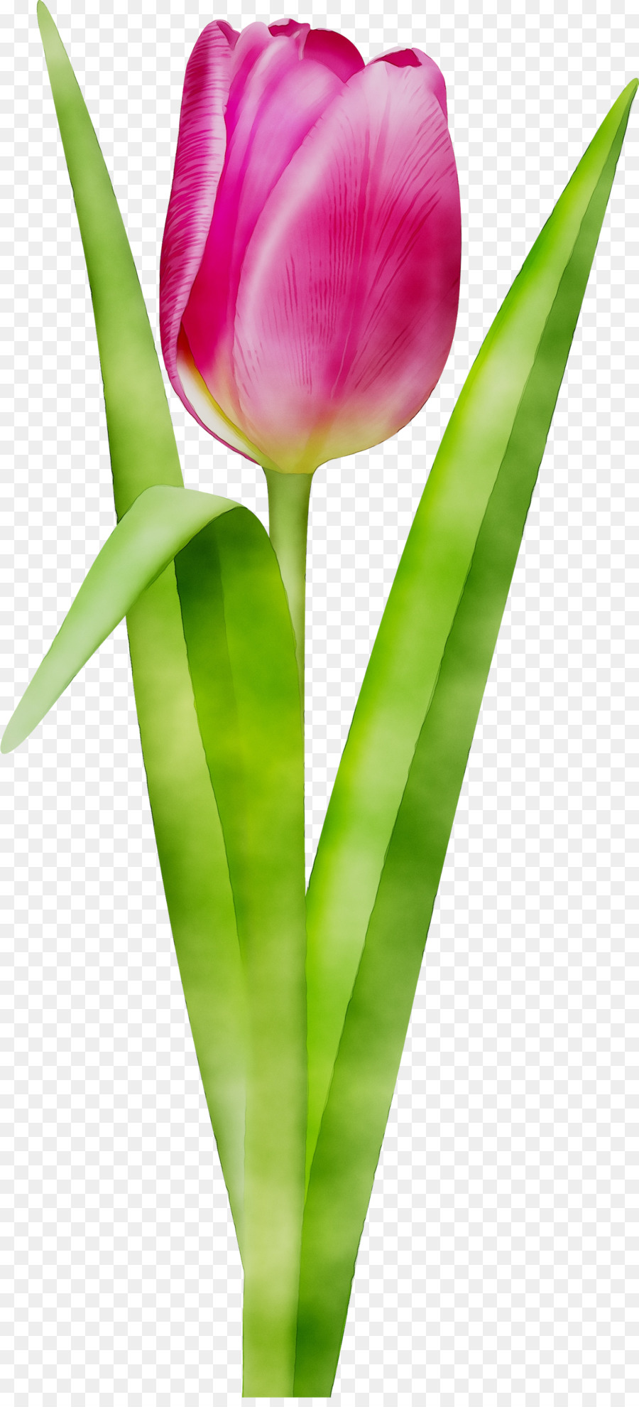 Тюльпан，срезанные цветы PNG