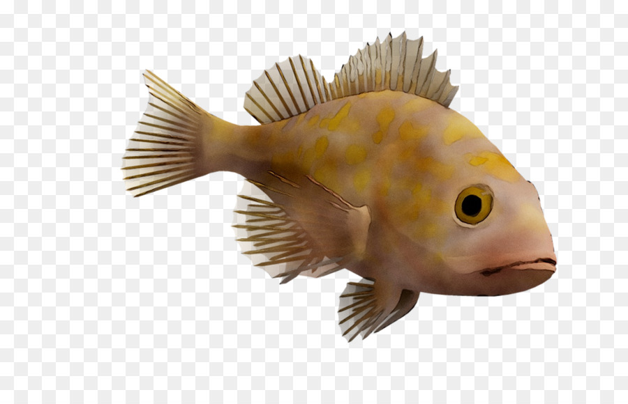 фауна，Рыбы PNG