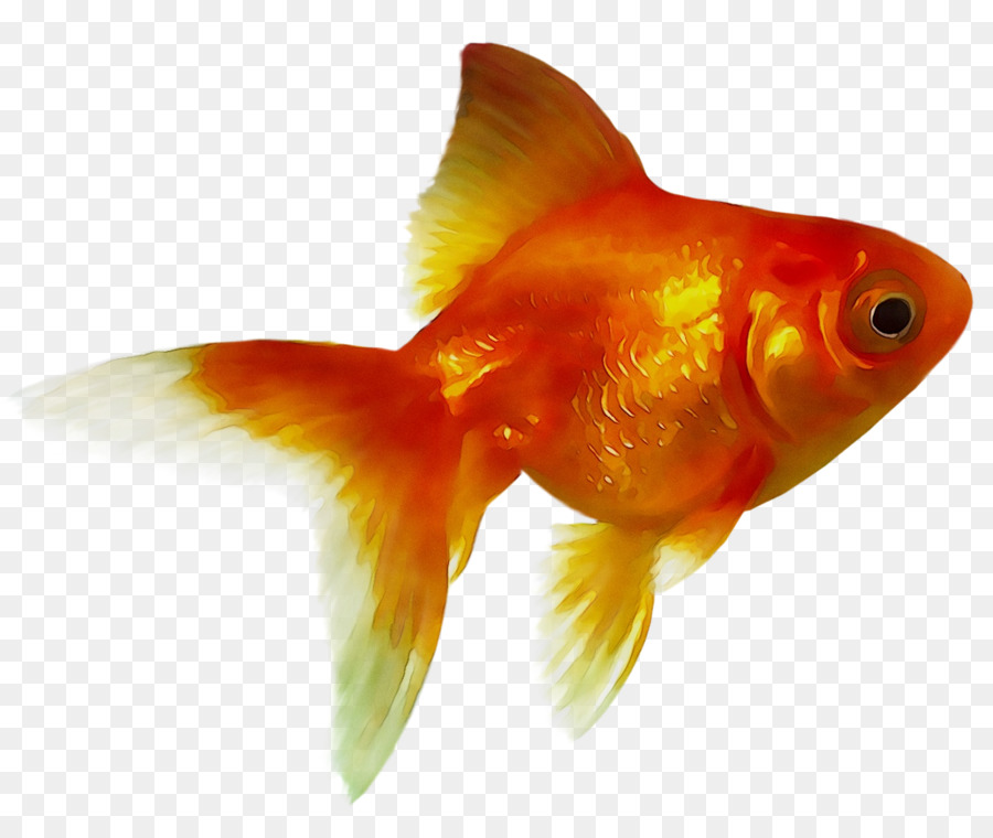 Золотая рыбка，фидер рыб PNG