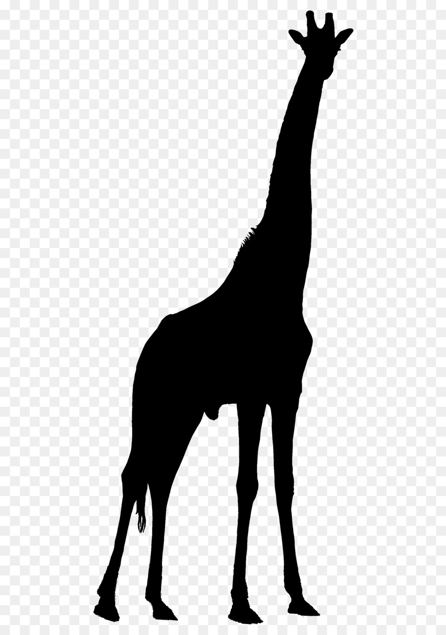 Северный жираф，Окапи PNG