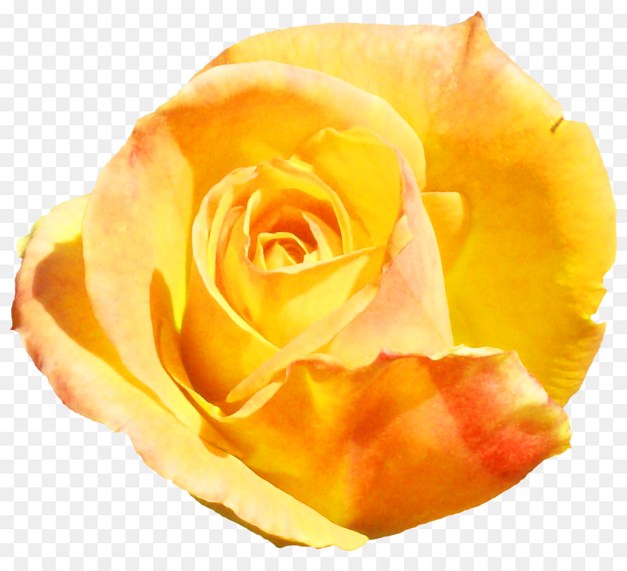 Сад роз，блог PNG