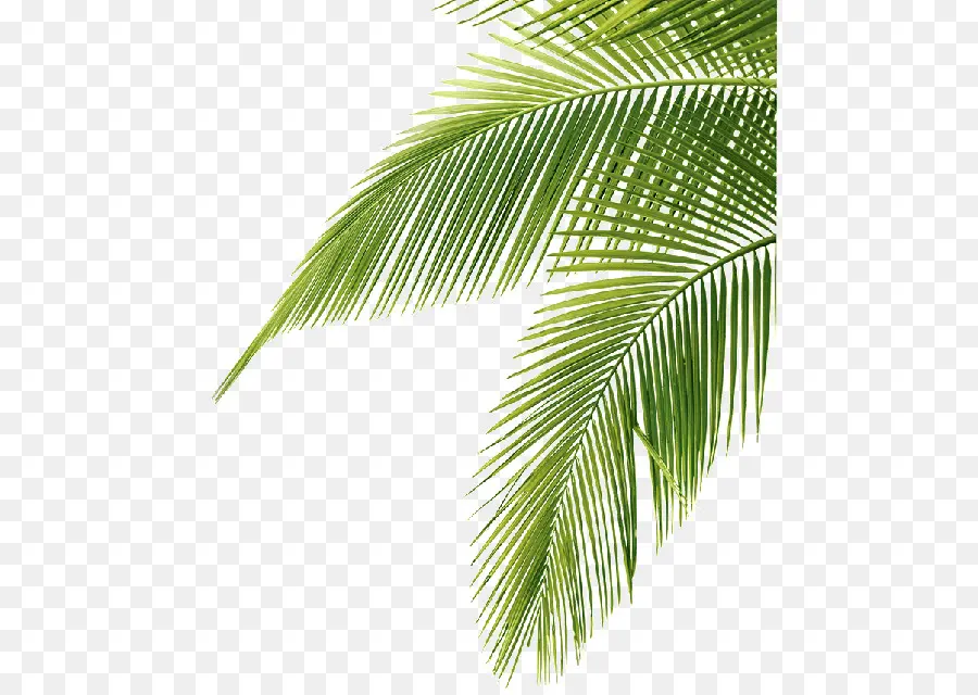пальмы，Саговой пальмы PNG