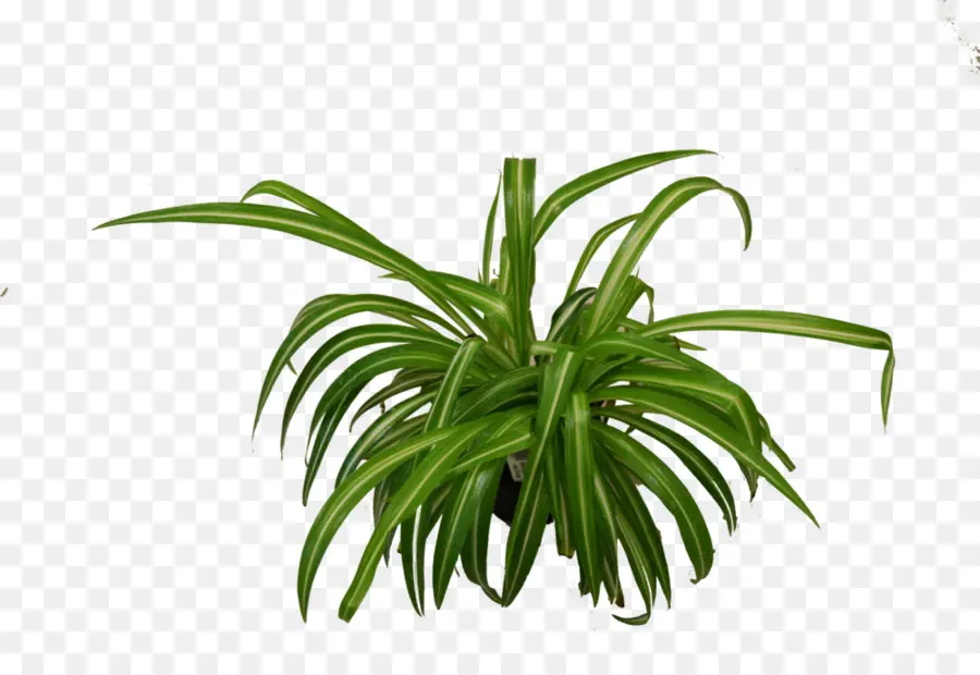 домашнее растение，Chroophytum Comosum PNG