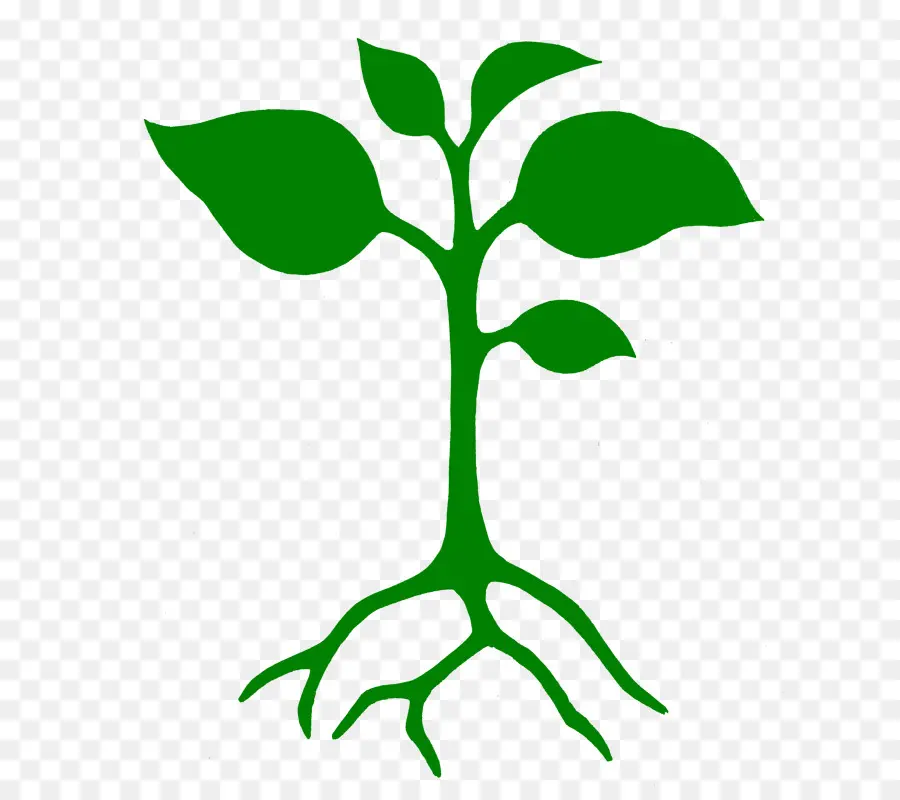 ветвь，растения PNG
