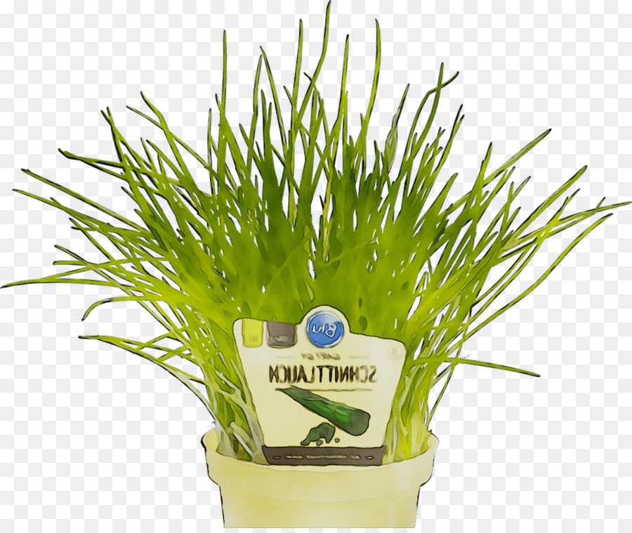 зелень，травы PNG