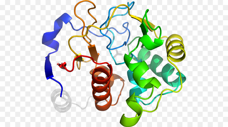 Структура белка，Молекула PNG