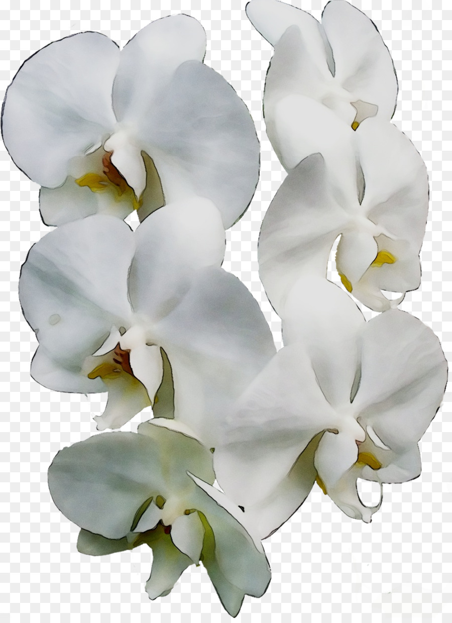 Мотылек орхидеи，срезанные цветы PNG