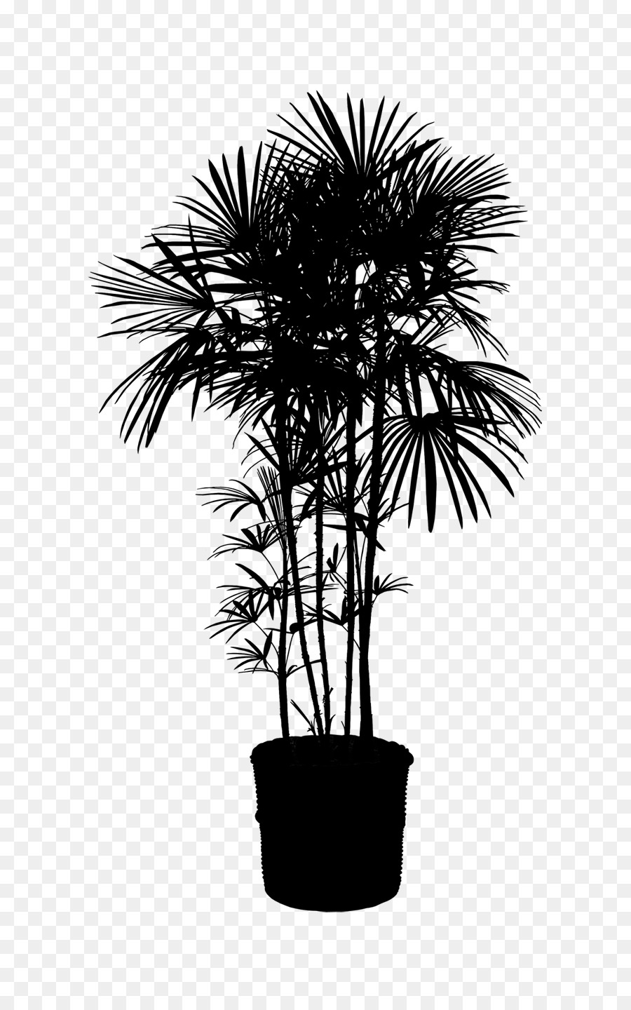 Азиатские Пальмира ладони，Комнатное растение PNG
