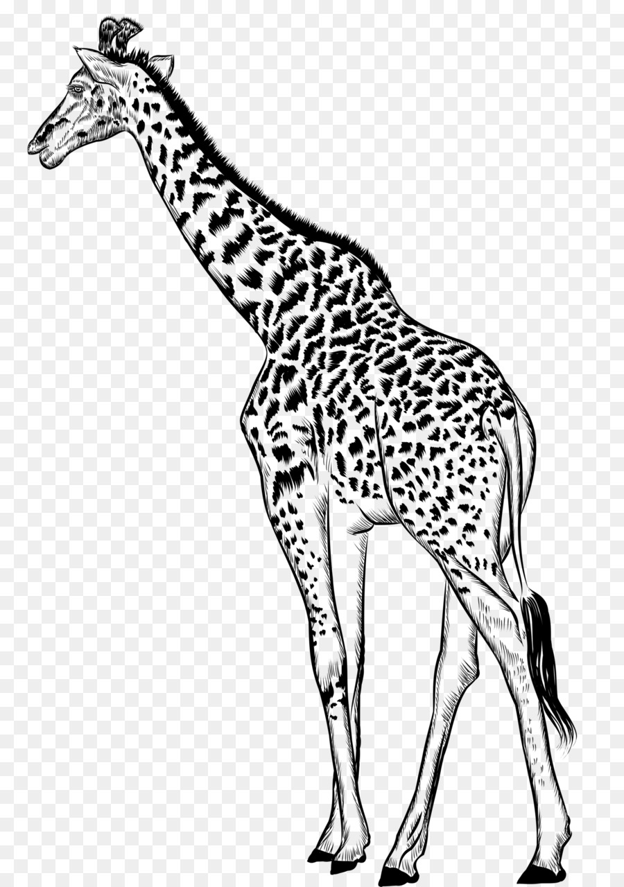 Жираф，черный белый м PNG