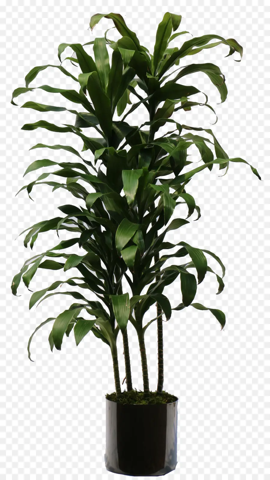 Дракана Фрагрессия，домашнее растение PNG