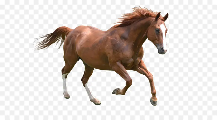 Фризская лошадь，Коник PNG