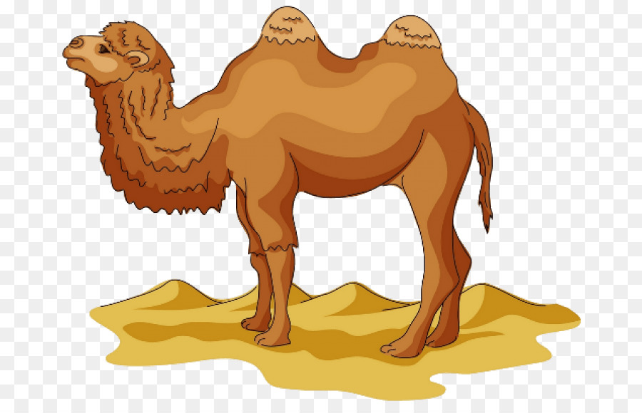 Верблюд，мультфильм PNG